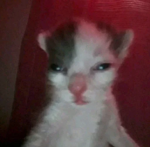 animal animal mammal cat