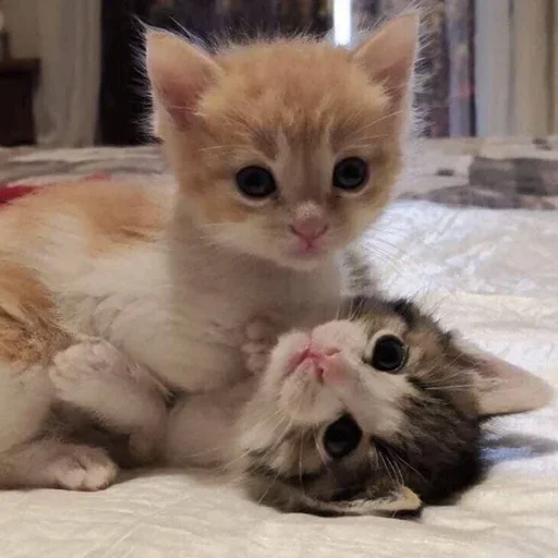 animal animal mammal cat