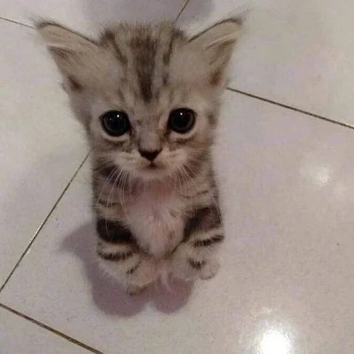 mammal mammal animal cat