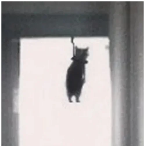 text text small to medium-sized cats window