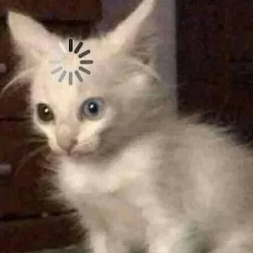 animal animal mammal cat