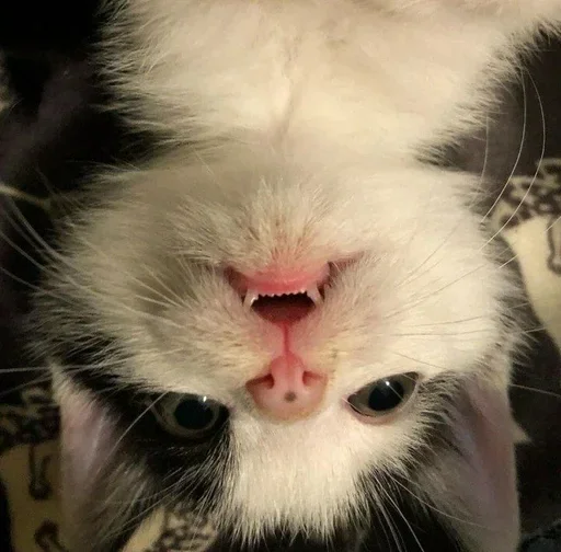 mammal mammal animal cat