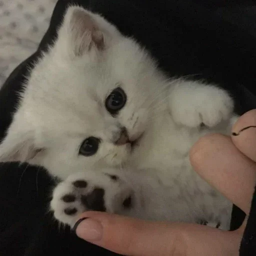 small to medium-sized cats small to medium-sized cats felidae person