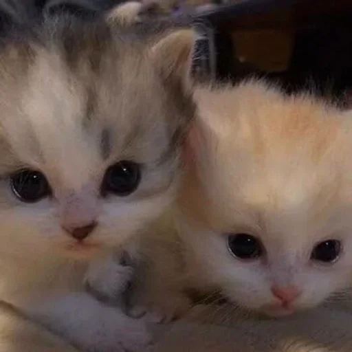 mammal mammal animal cat