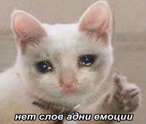 mammal mammal animal cat
