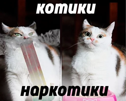animal animal cat domestic cat