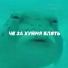 Пукобус Пукобус -