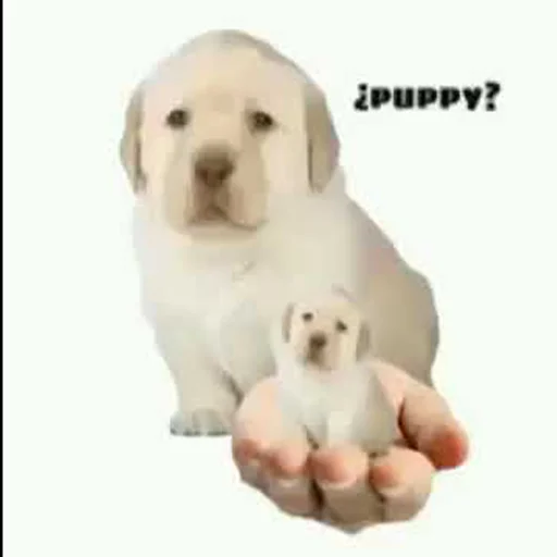 ¿puppy? (by @typiestikeriegorika) ¿puppy? (by @typiestikeriegorika) -