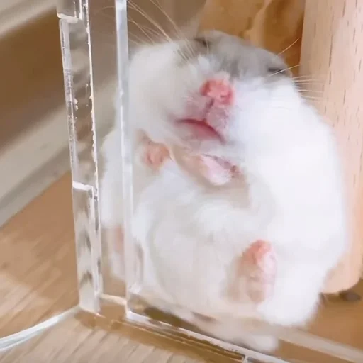 животное млекопитающее мышь