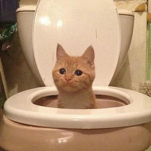 cat toilet indoor