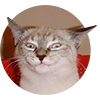 Pussycat Pussycat - small to medium-sized cats