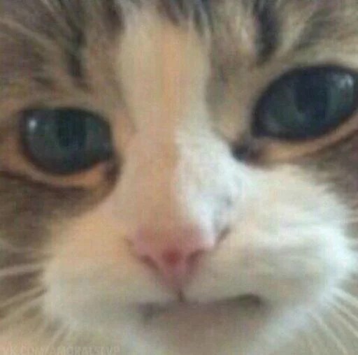 mammal mammal animal cat