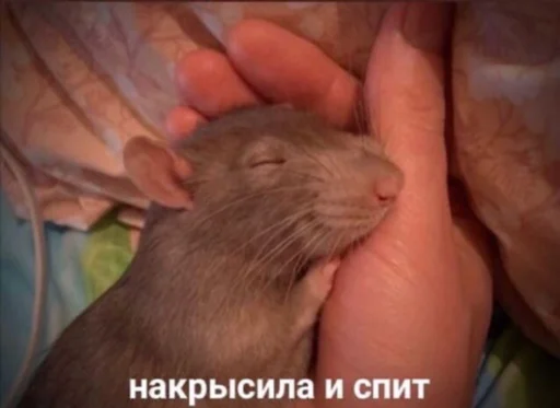 🐀rat🐀 🐀rat🐀 -