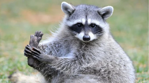 raccoon raccoon -