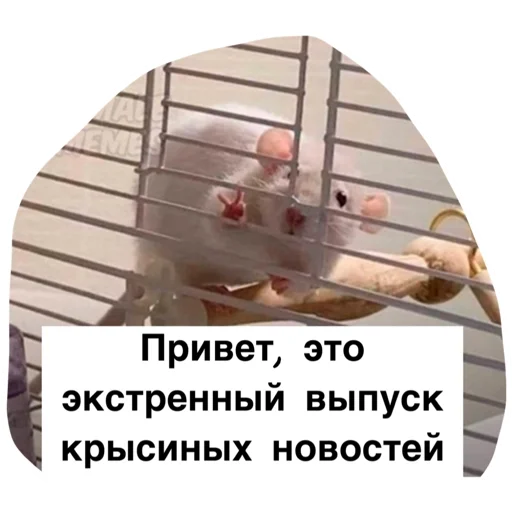 Крысиноэ Крысиноэ -