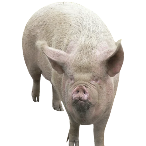 животное млекопитающее свинья