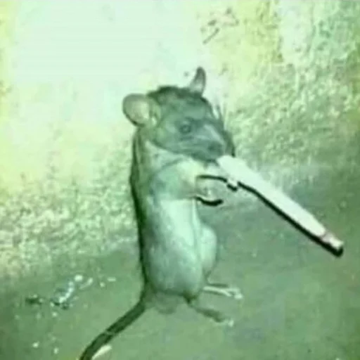 raaatss ruuleeeee raaatss ruuleeeee -