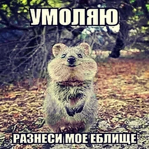 text text animal mammal
