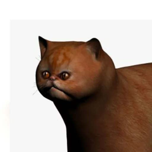 Weird Cat