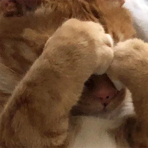 @rebeeellliiion by @fStikBot @rebeeellliiion by @fStikBot - small to medium-sized cats