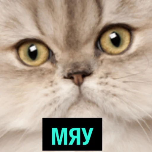 котикикотики котикикотики -