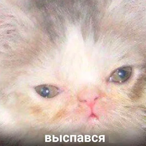 режим дня режим дня - животное