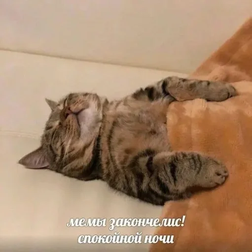 Котики @WeStickerbot Котики @WeStickerbot -