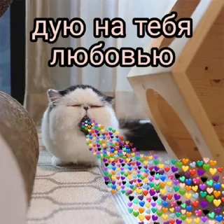 cat cat animal indoor