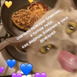 cat cat animal kitchenware