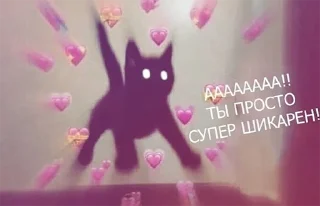 text text cat magenta