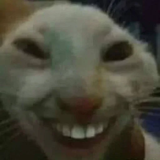 RH RH -