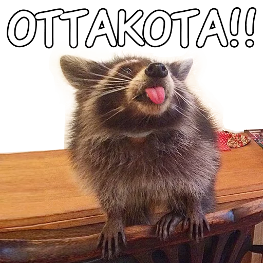 Енотий пак Енотий пак -