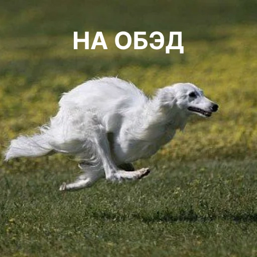 носатый пак @zyfiza носатый пак @zyfiza -