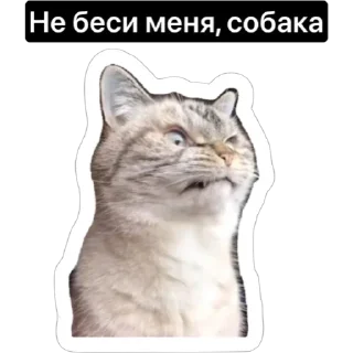 Sticker Смешные коты - 0