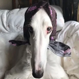 Стикер borzie🥺😭😭 - 10