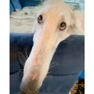 Стикер borzie🥺😭😭 - 9
