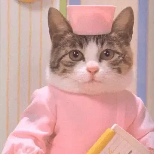 small to medium-sized cats small to medium-sized cats felidae indoor