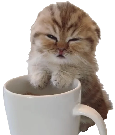 кошка животное кофейная чашка