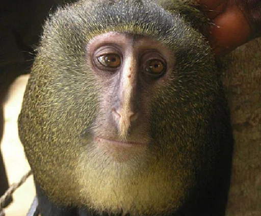 animal mammal monkey