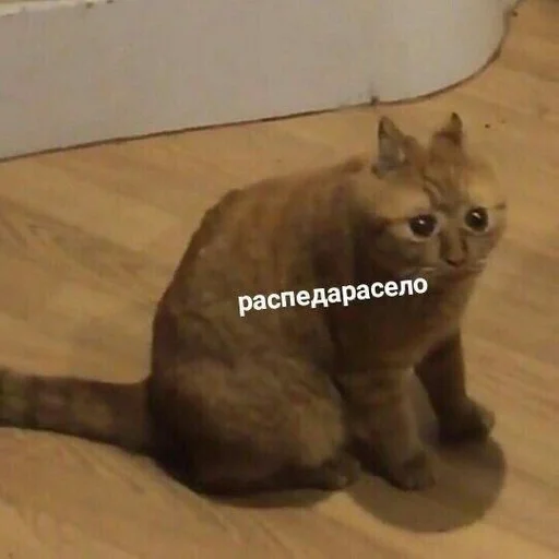 animal mammal cat