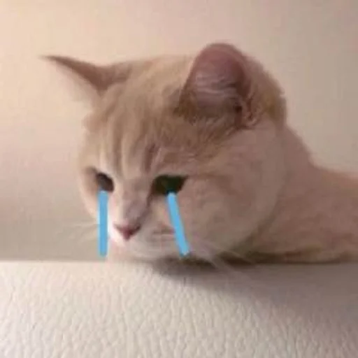 cat mammal animal