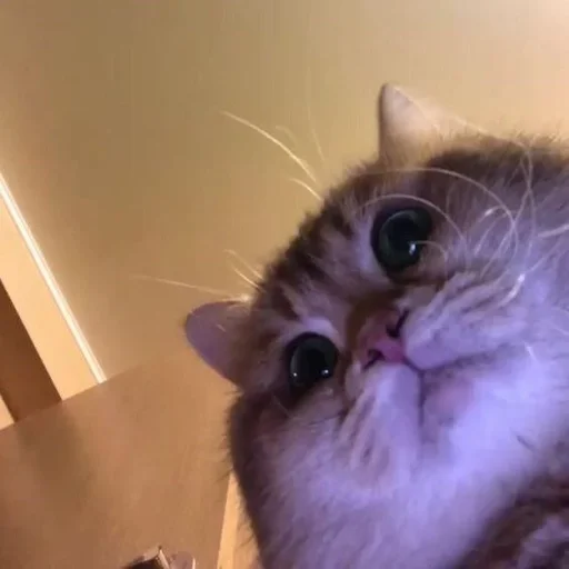 domestic cat cat animal