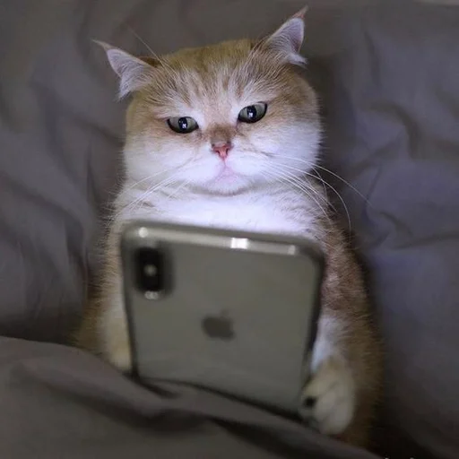 small to medium-sized cats indoor cat