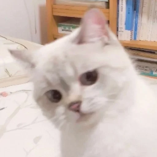 animal cat mammal