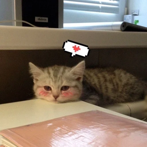 indoor small to medium-sized cats felidae