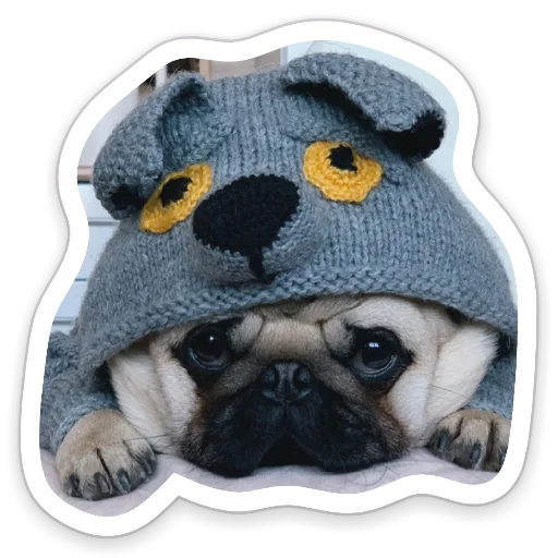 sad_pug_leonid sad_pug_leonid -
