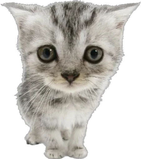 ᜊ ꒰ лапулики @catyard Zz ᜊ ꒰ лапулики @catyard Zz -