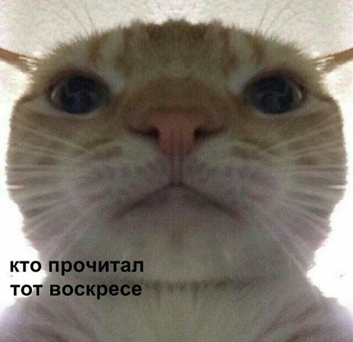 Папина гордость Папина гордость -