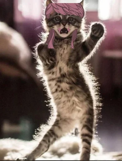 animal animal mammal felidae