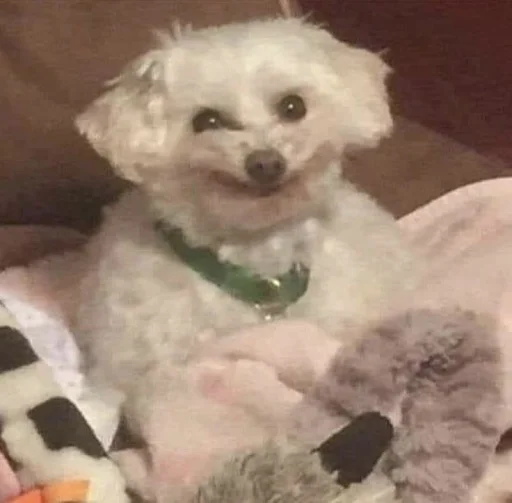 🐶 @sozdat_stikery_bot 🐶 @sozdat_stikery_bot -